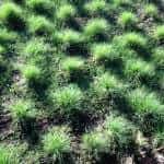 winter watering buffalo grass