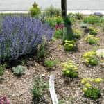 winter watering colorado xeriscape