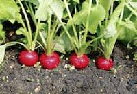 7 Delicious Container Garden Veggies