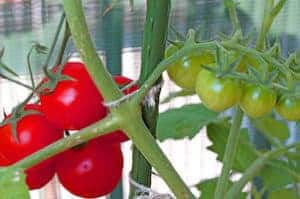 7 Delicious Container Garden Veggies