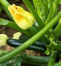 7 Delicious Container Garden Veggies